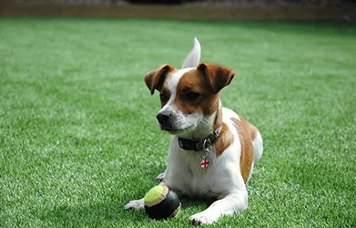Artificial Pet Turf